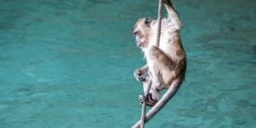 Affe klettert an einem Seil knapp oberhalb der Wasseroberfläche
