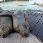 schlummernde Seehunde Maria E Mayobre schlummernde Seehunde