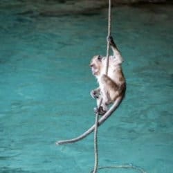 Affe klettert an einem Seil knapp oberhalb der Wasseroberfläche

