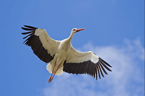 Der Klapperstorch, Zahngesundheit in der Schwangerschaft, das Risiko von Frühgeburten mit vermindertem Geburtsgewicht senken Der Klapperstorch, Zahngesundheit in der Schwangerschaft, das Risiko von Frühgeburten mit vermindertem Geburtsgewicht senken
